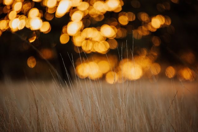 Hoge bruine grassprieten in een gouden zonnenregen.
