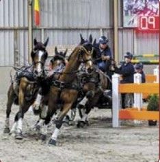 Indoor paardensport Hapert