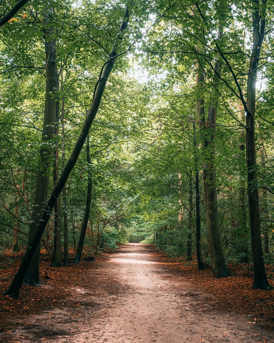 Herfst in het Kuinderbos