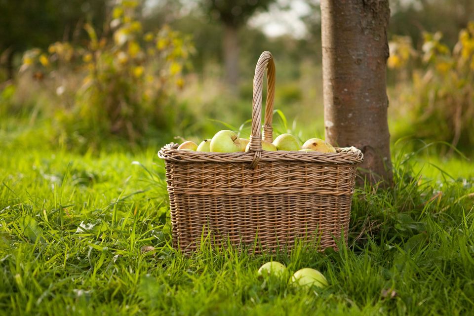 Pluktuin mandje met appels