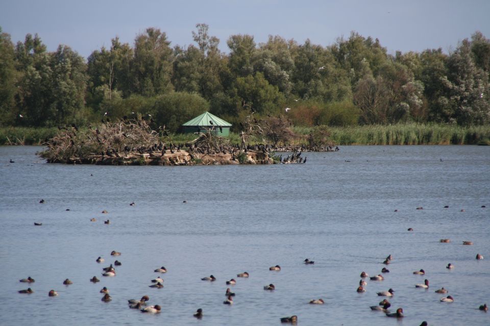 Uitzicht op de Centrale Plas met aalscholvers en eenden in de Lepelaarplassen in Flevoland