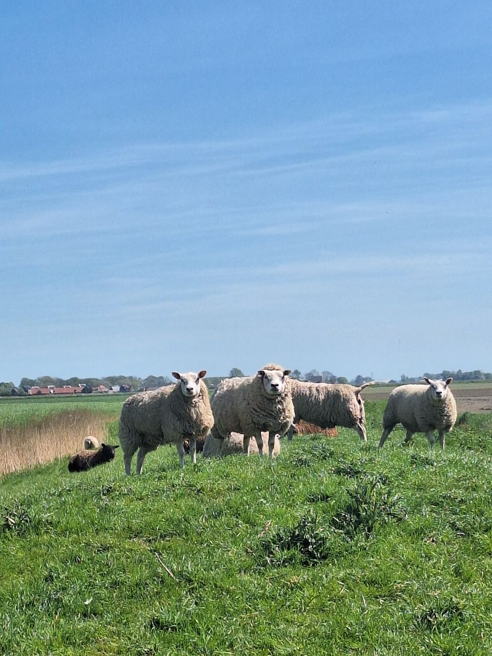 Kuiertocht Kimswerd