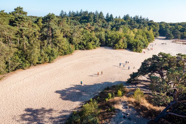Wandelaars op het zand in de Soesterduinen