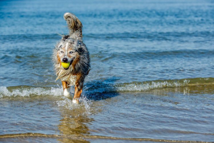 Op-Schouwen-Duiveland-Hond-Komt-Uit-Zee-Met-Tennisbal-In-Mond