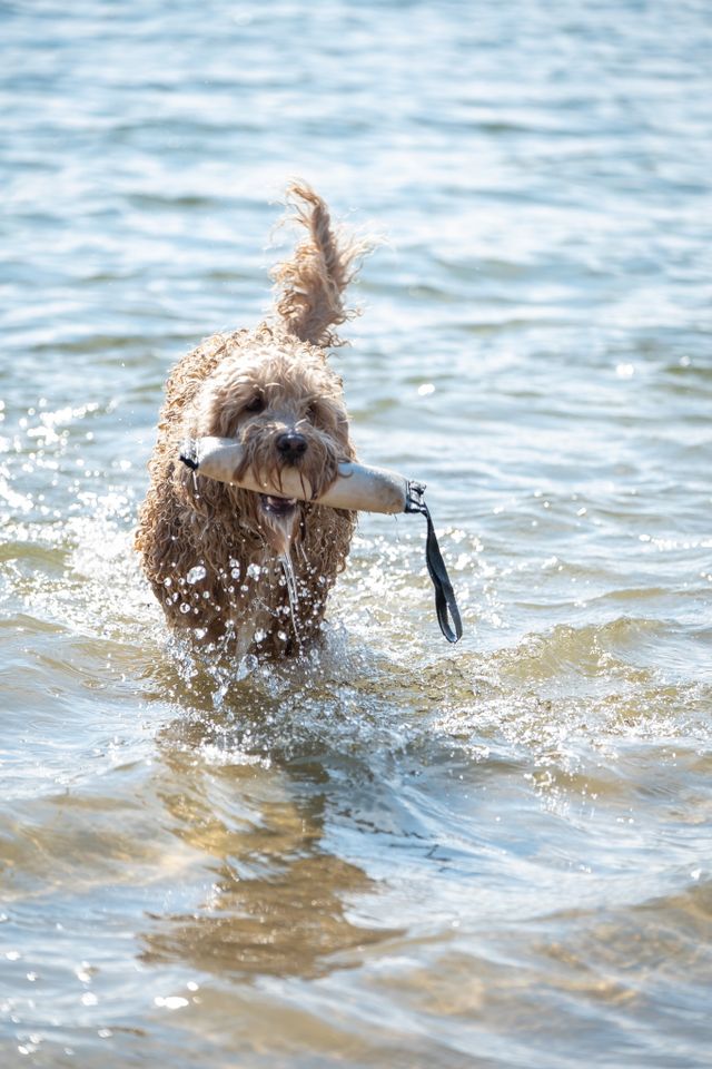 Hond in water op recreatiegebied