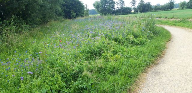 Rolstoelpad met bloemenstrook