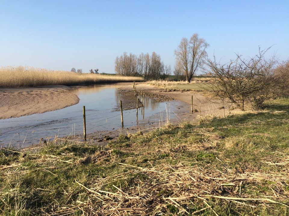 Natuurgebied De Bol in Lopik met ondiepe kreek, rietvelden, wilgen en houten paaltjes onder een heldere blauwe lucht.