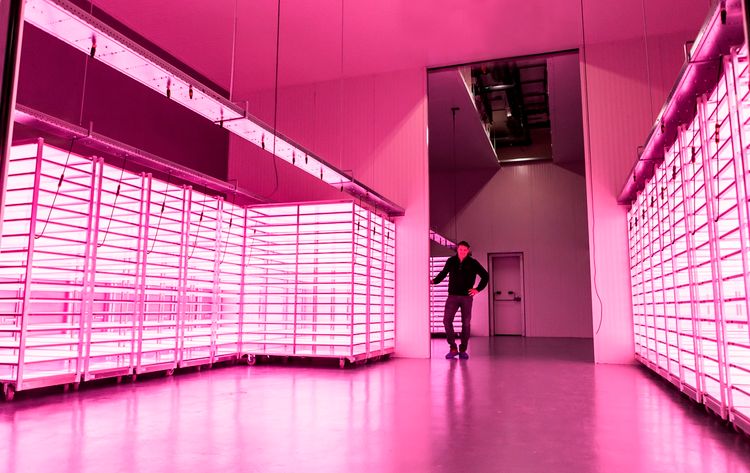 Op-Schouwen-Duiveland-Bedrijf-Vitro-Plus-In-Burgh-Haamstede-kweken-Van-Varens