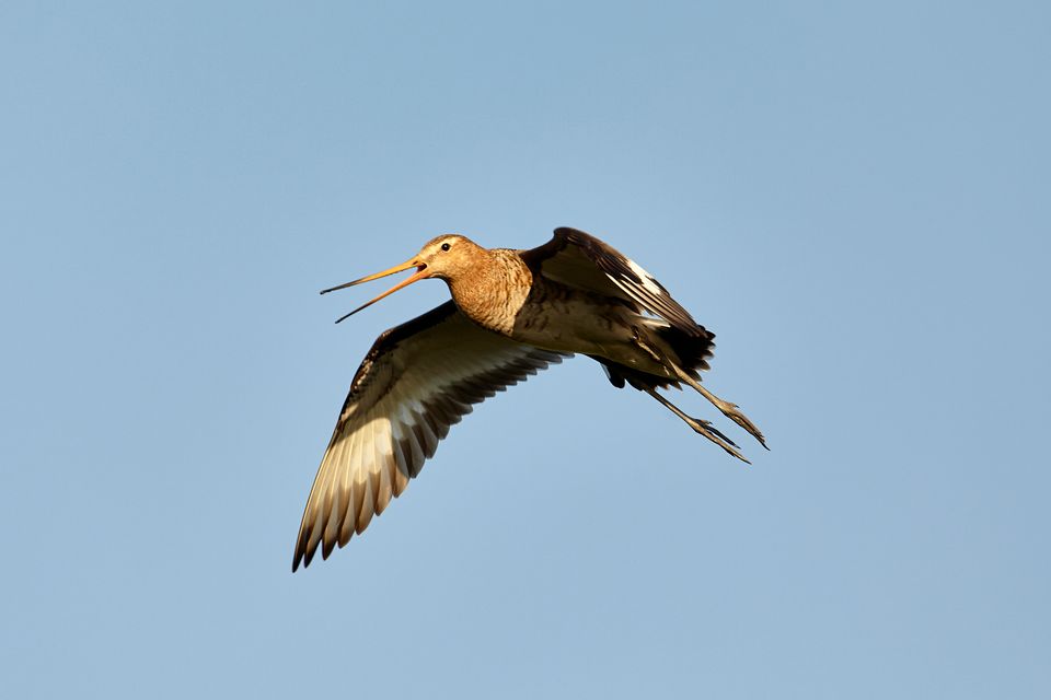 Flora en Fauna Grutto