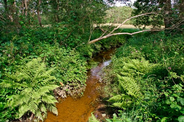 Het Anlooër Diepje stroomt rustig tussen de groene varens en struiken in Nationaal Park de Drentsche Aa.