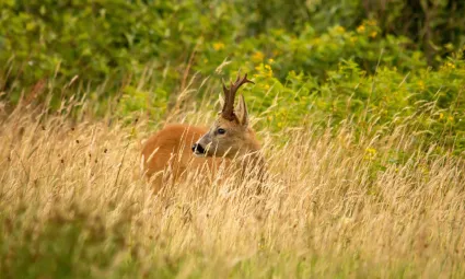 Een Ree staat in de Kampina