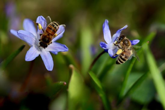 bijen op bloemen