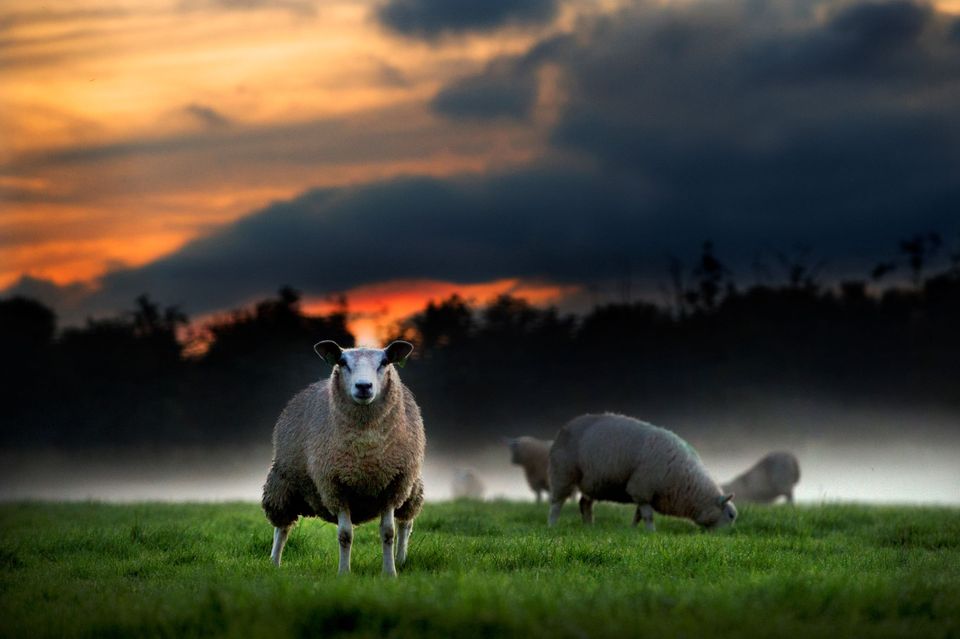 schapen in de mist in de Herfst