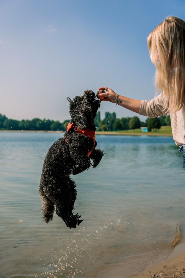 Hond speelt op recreatiegebied