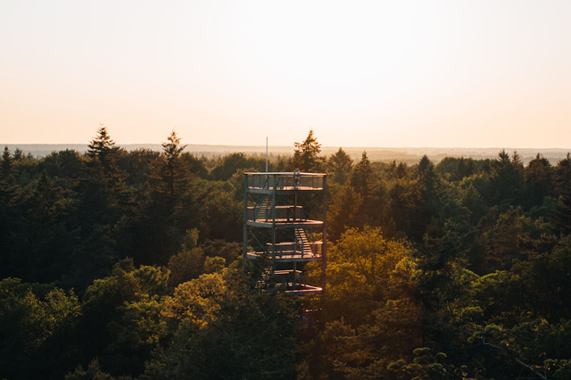Ein Mann steht auf einem Aussichtsturm in einem Wald in Drenthe im Licht der untergehenden Sonne.