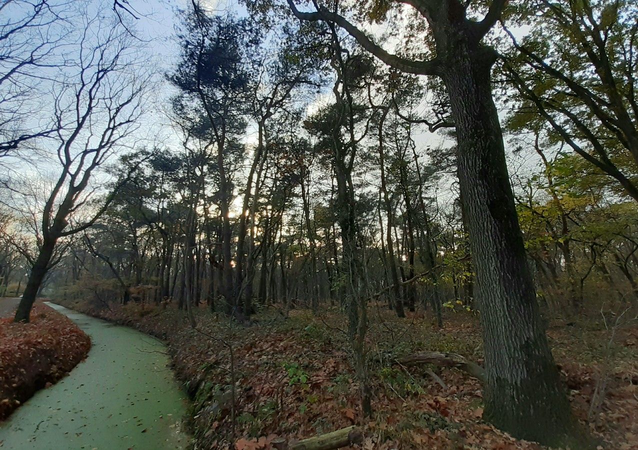 Walsberg Wald in Deurne