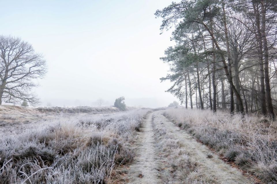 Dwingelderveld in Winter