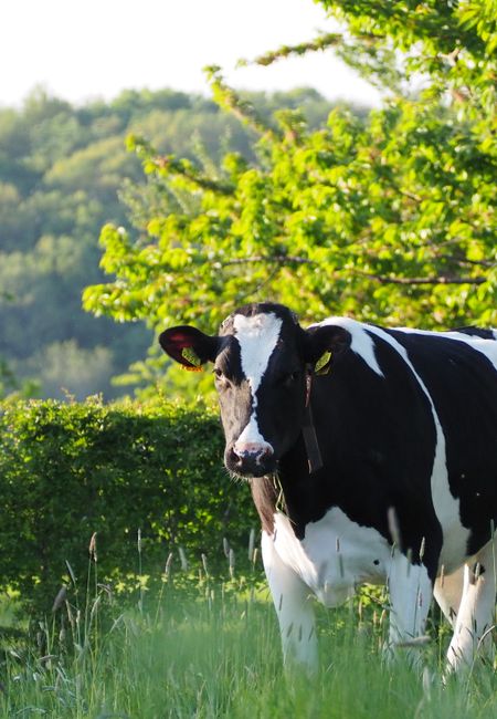 Cow