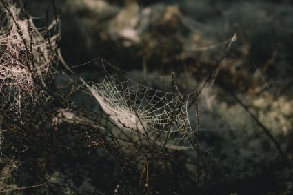 Halloween Beek en Donk