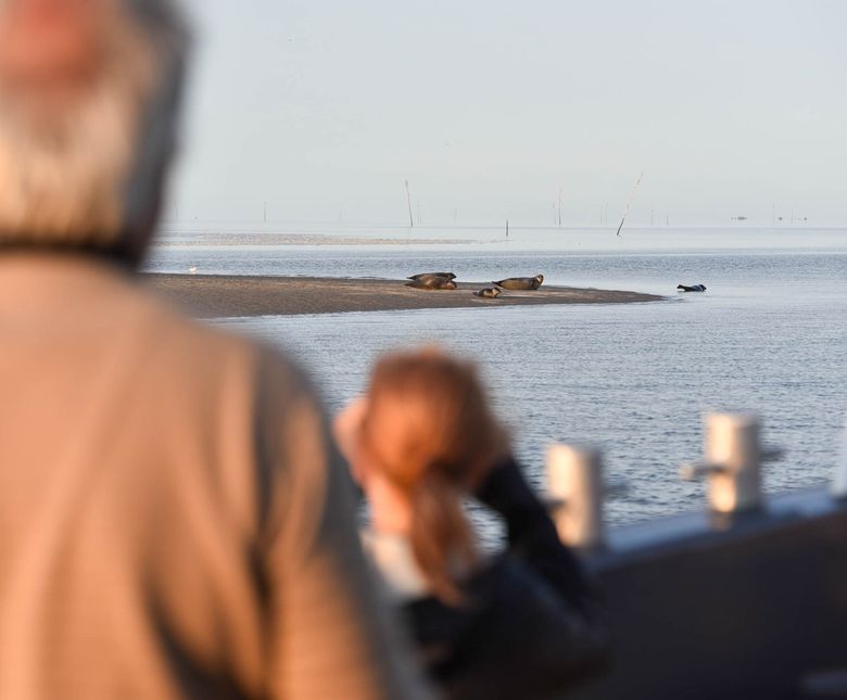 We zitten vlak bij het water, zo is het bijzonder goed zeehonden spotten