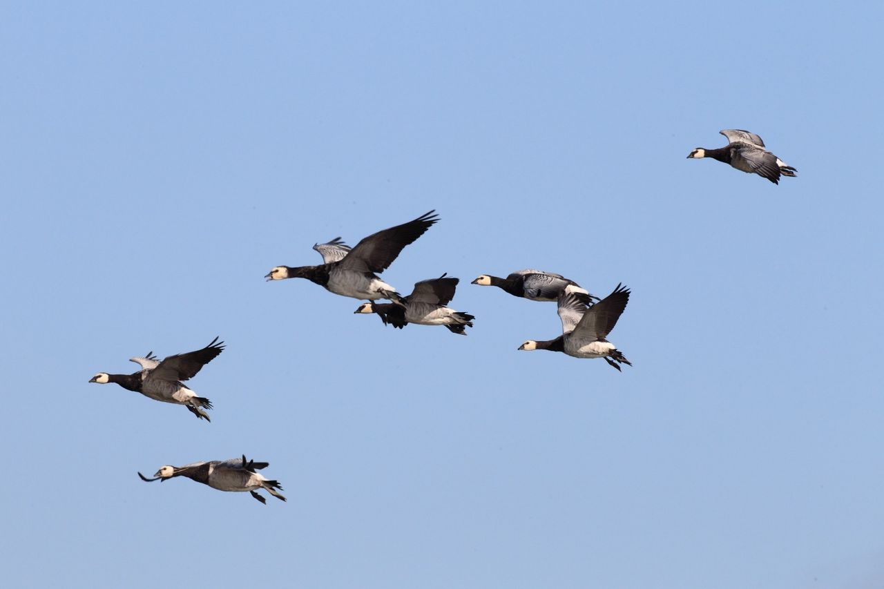 Wintervogels in de Ruigten