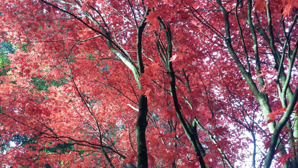 Herfstblad rood