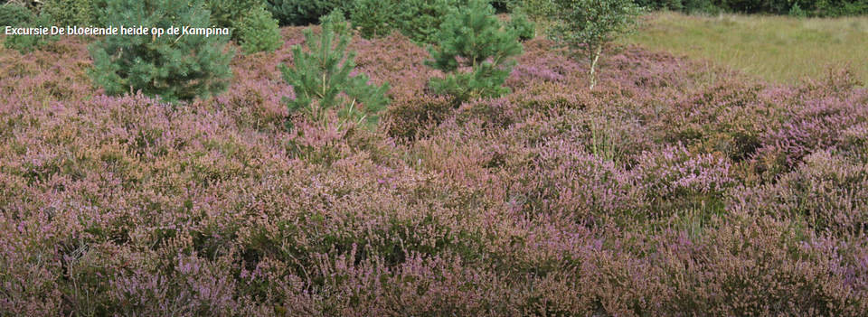 De heide op de Kampina in bloei