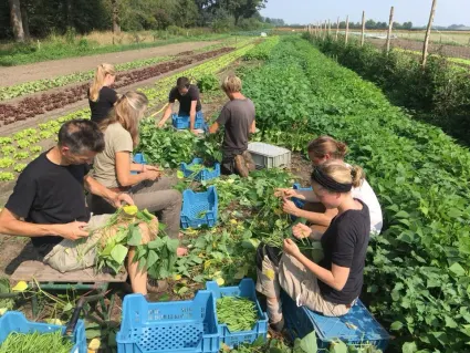 Medewerkers oogsten sla en andere groenten in de tuin van Tuin De Es.