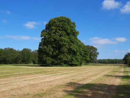 Een oude lindeboom in een grasveld.