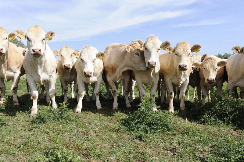 Liemers, Gemeente Rijnwaarden, Streekproducten