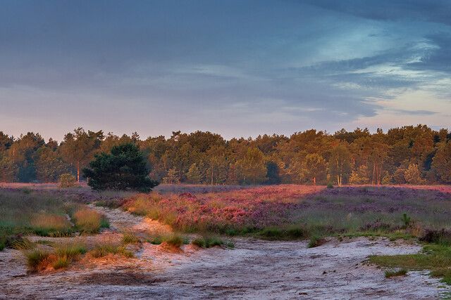 Somerense Heide