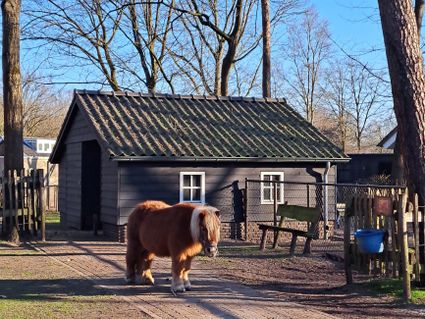 Kinderboerderij ORO Rijtven Deurne - Pony