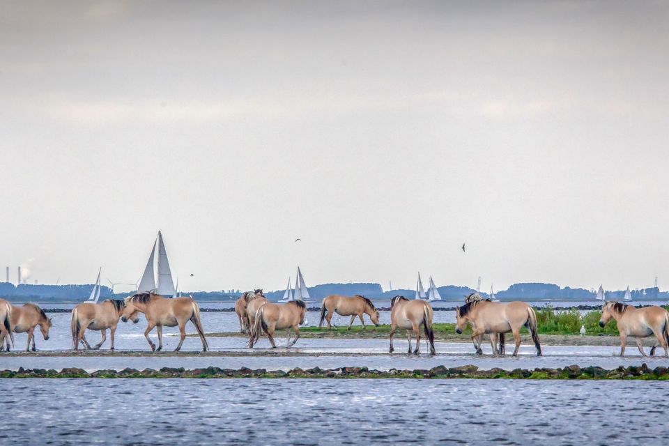Op-Schouwen-Duiveland-Grevelingenmeer-Paarden-Op-Het-Water
