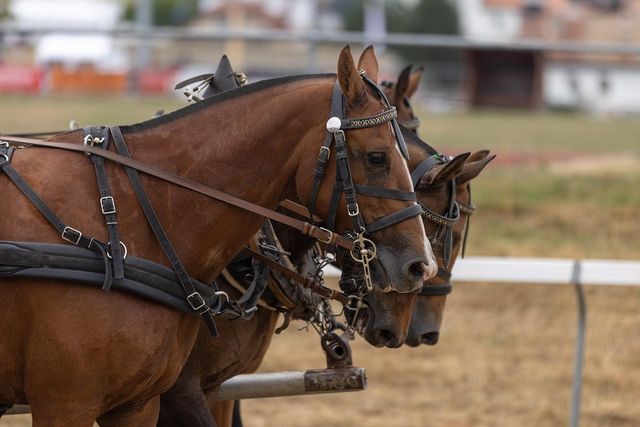 Paarden