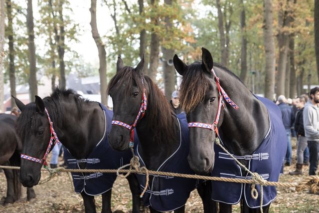 paarden op de Zuidlaardermarkt