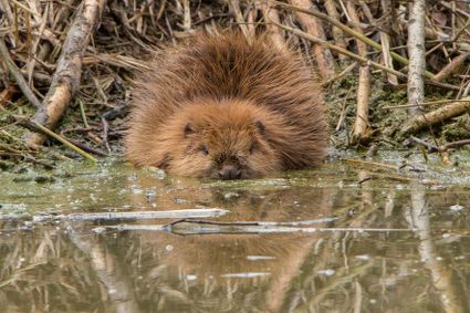 Bever in het water van de Lepelaarplassen. De Lepelaarplassen zijn een natuurgebied van ongeveer 500 hectare gelegen aan het Markermeer bij Almere in de provincie Flevoland.