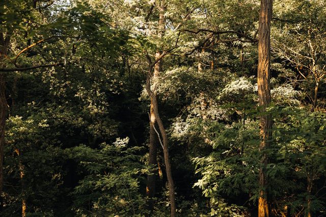 Foto van verschillende boomsoorten in het bos in Drenthe.
