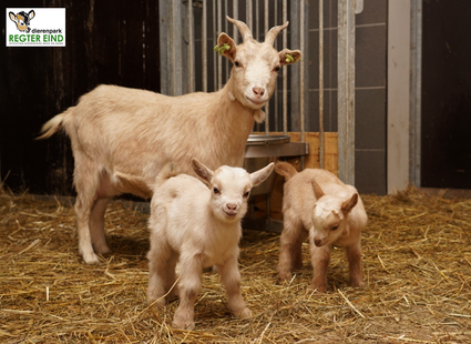 Lamb Day at Zoo 't Regtereind Beek en Donk