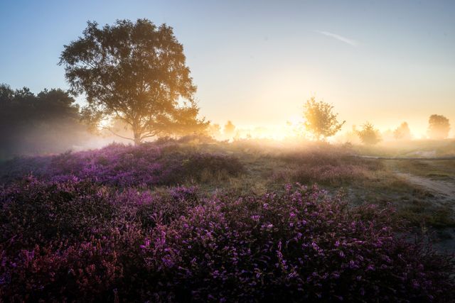 Strabrechtse Heide