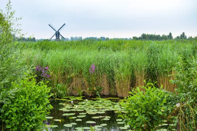 Bloeiende bloemen en gras op de voorgrond en een molen daar achter