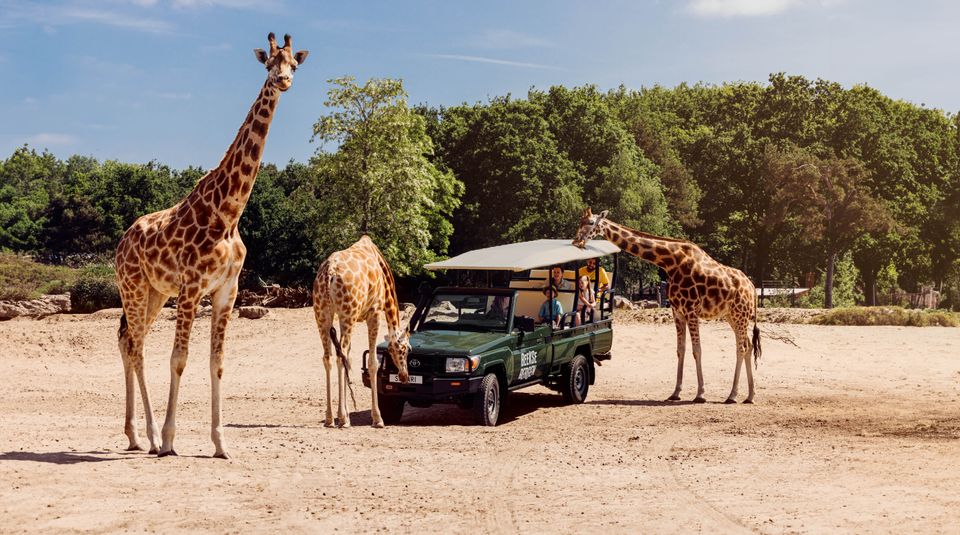 Safaripark Beekse Bergen in Hilvarenbeek. En gezin maakt een safari met een jeep en staat midden tussen de giraffen