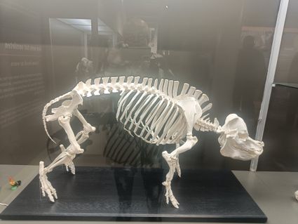 Foto van de expositie "Uitgeleefd in het Museum Klok & Peel