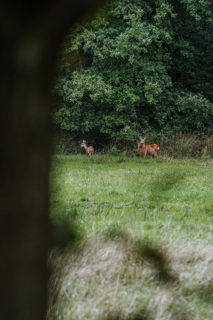Groep reetjes gezien vanachter een boom