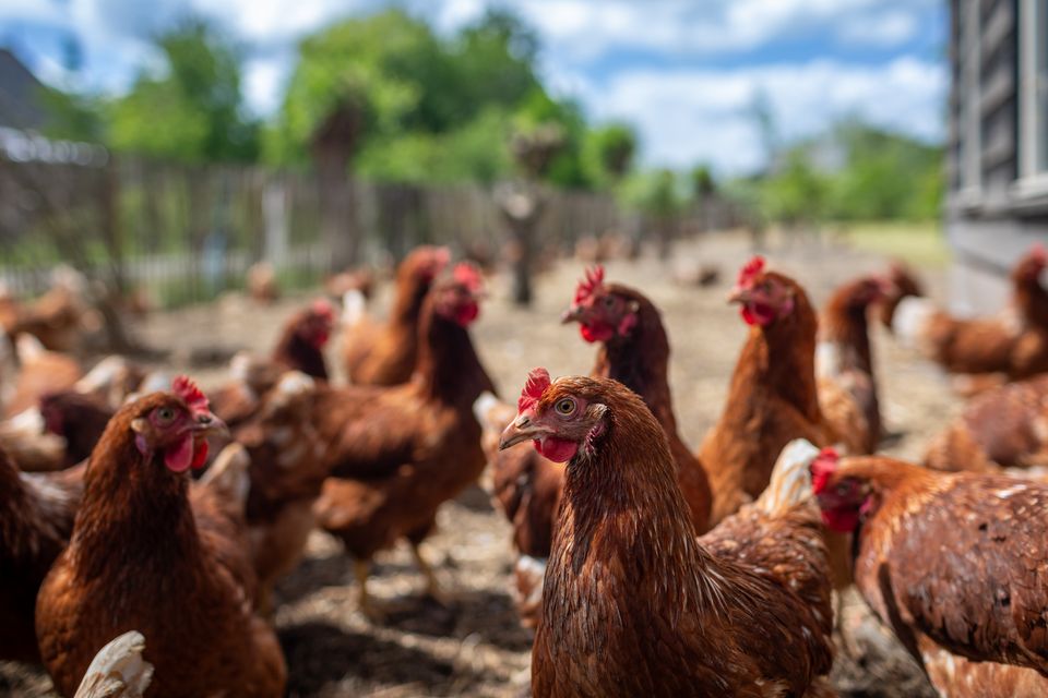 Vrije-uitloopkippen scharrelen in de zon bij De Beekhoeve in Kamerik – Hollandse Ambachten Utrecht Region.