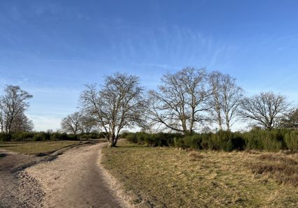 Bosgebied rond De Hoorneboeg