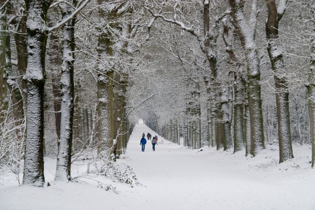 wandelaars in een besneeuwd rijsterbos