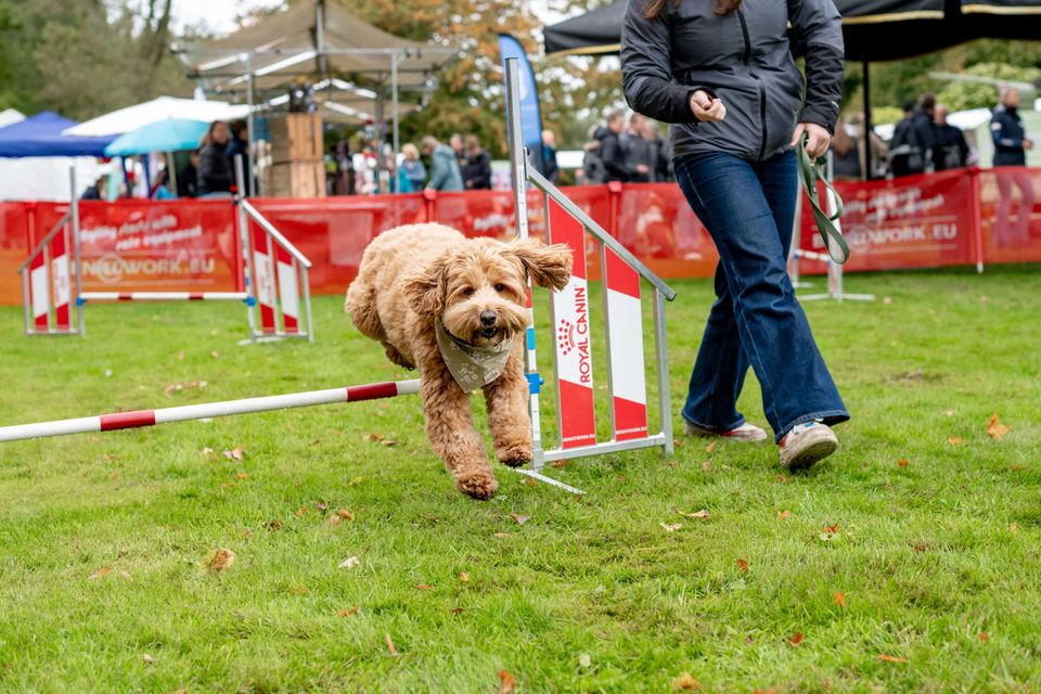 Hond bij The Big Walk