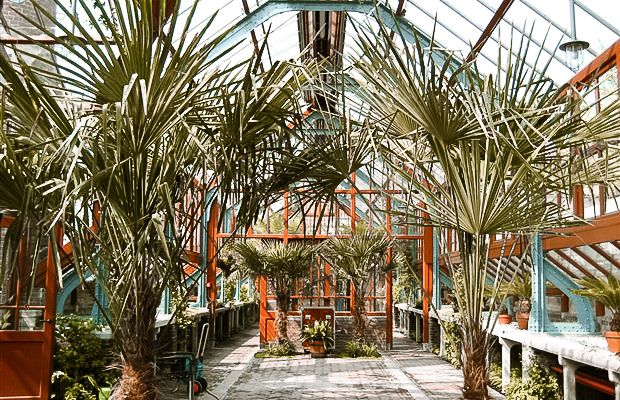 Oude hortus kassen in Utrecht