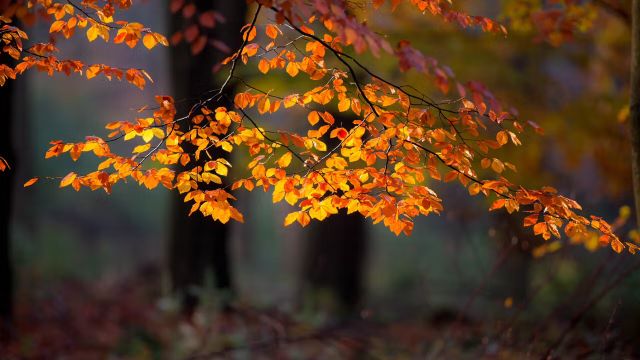 Wandelen | Struinen in ‘t Masterveld