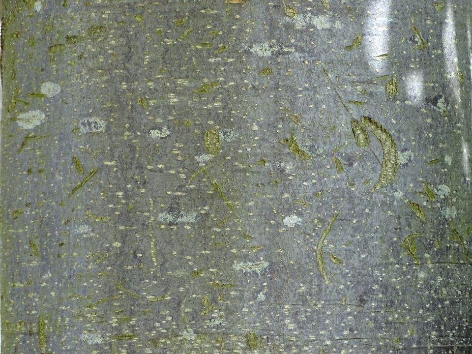 De stam van een Bijenboom